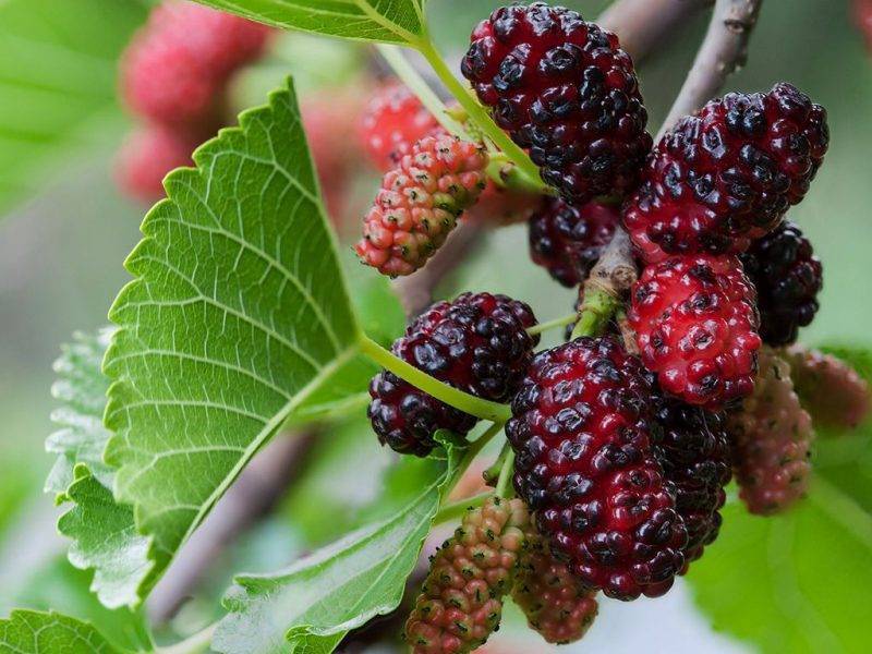 Шелковица купить саженцы из питомнике в Златоусте