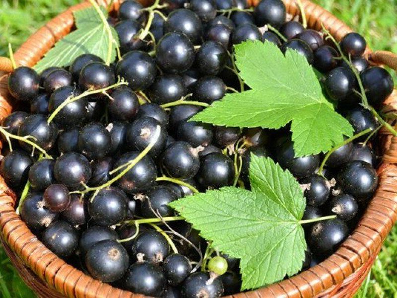 Смородина купить саженцы из питомника в Златоусте