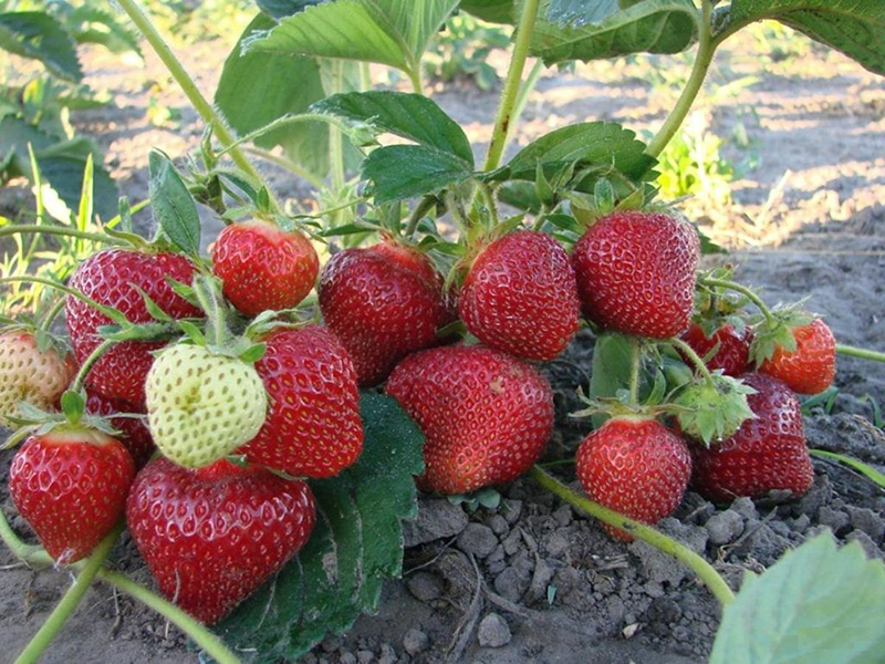 Клубника купить саженцы из питомника в Златоусте