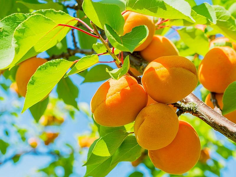 Абрикос купить саженцы из питомнике в Златоусте