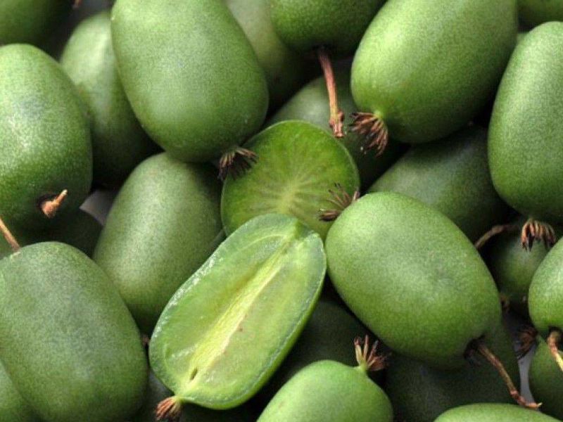 Актинидия купить саженцы из питомнике в Златоусте