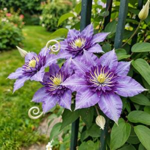 Клематис Мульти Блю саженец