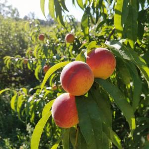 Персик "МАРИЯ БЬЯНКА"  (срок созревания август)